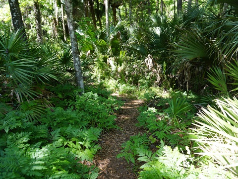 Seminole State Forest, eco-biking