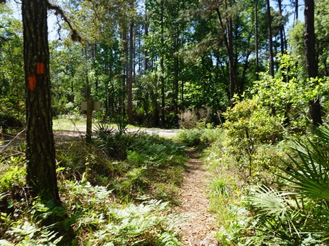 Seminole State Forest, eco-biking