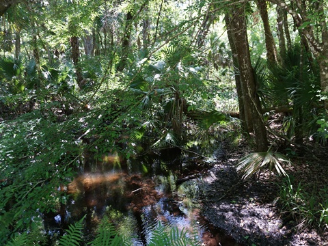 Seminole State Forest, eco-biking