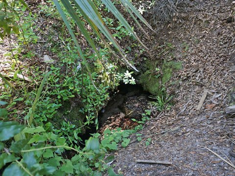 Seminole State Forest, eco-biking