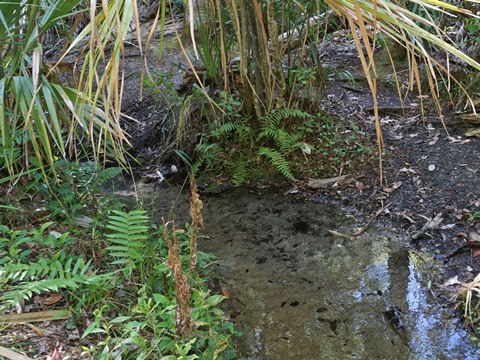 Seminole State Forest, eco-biking