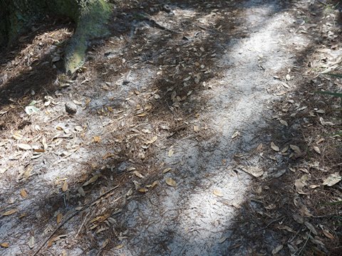 Shingle Creek Management Area