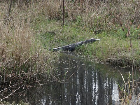 Shingle Creek Management Area