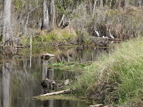 Shingle Creek Management Area