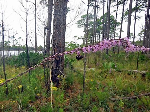 Topsail Hill Preserve State Park, Santa Rosa Beach, Florida eco-biking and hiking