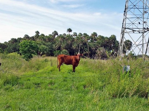 Tosohatchee WMA