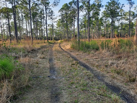 Tosohatchee WMA