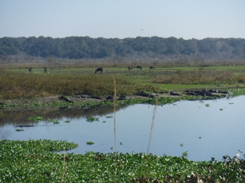 La Chua Trail