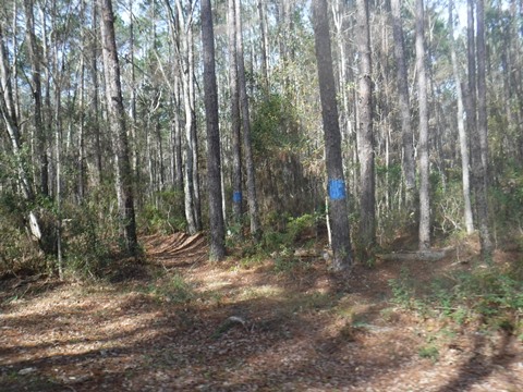 Jacksoville-Baldwin Rail Trail