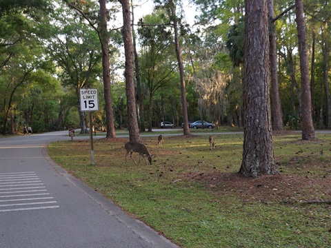 Florida Bike Trails, Pinellas Trail, East Lake Road