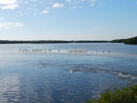 Sanibel Island Biking, Ding Darling