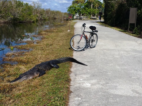 Shark Valley, Everglades