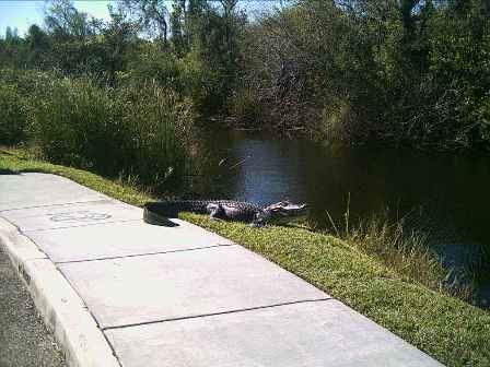 Everglades, Shark Valley