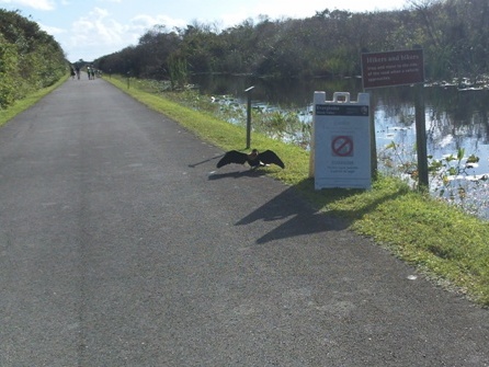 Everglades, Shark Valley