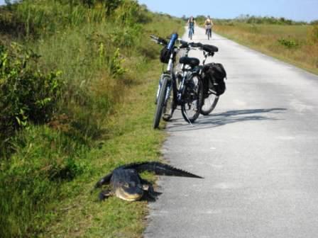 Everglades, Shark Valley