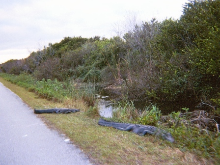 Everglades, Shark Valley