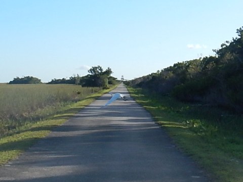 Everglades, Shark Valley