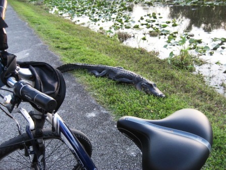 Everglades, Shark Valley