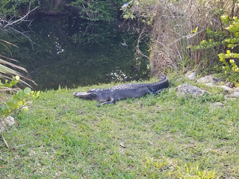 Everglades, Shark Valley