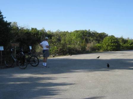 Everglades, Shark Valley