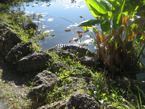 Everglades, Shark Valley