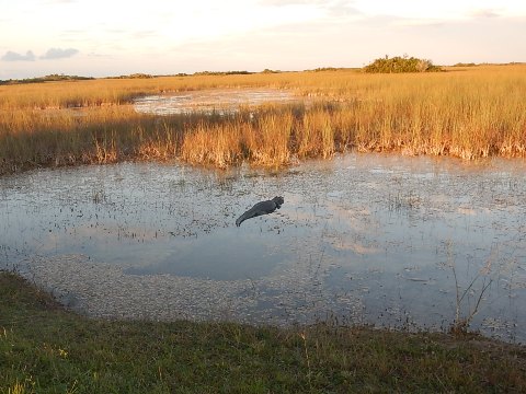 Everglades, Shark Valley