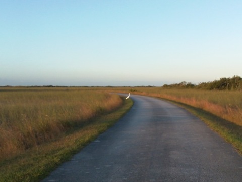 Everglades, Shark Valley