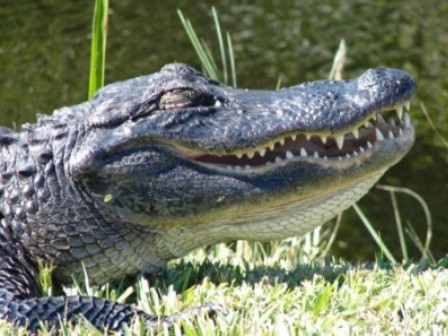 Everglades, Shark Valley