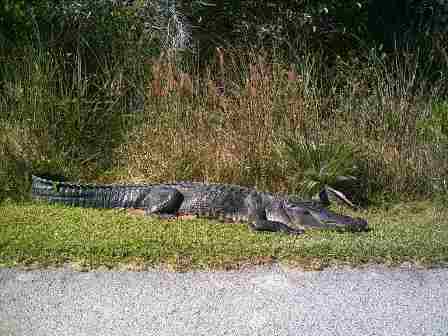 Everglades, Shark Valley