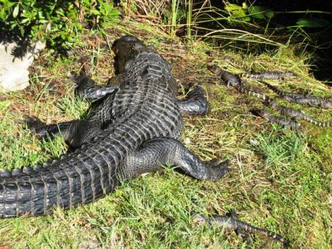 Everglades, Shark Valley