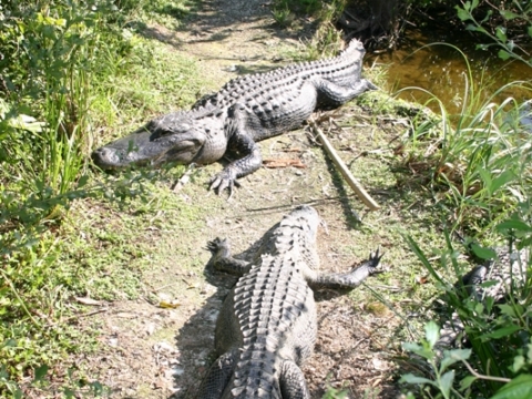 Everglades, Shark Valley