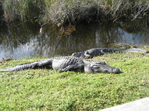 Everglades, Shark Valley