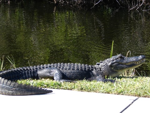 Everglades, Shark Valley