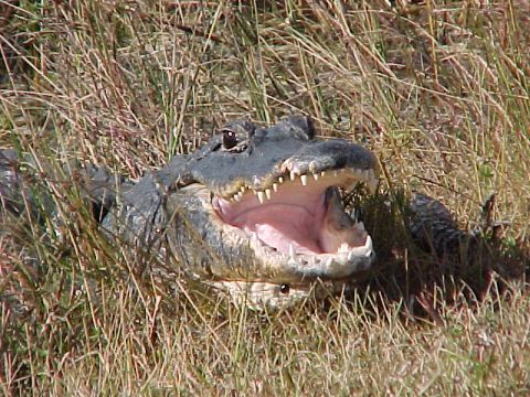 Everglades, Shark Valley