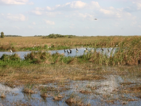 Everglades, Shark Valley