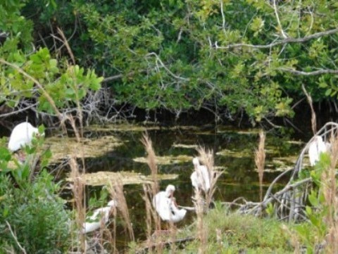 Everglades, Shark Valley