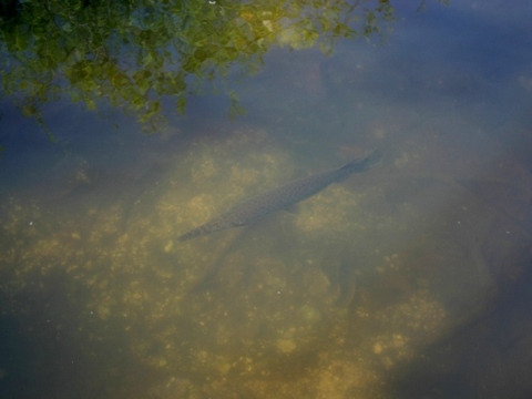 Everglades, Shark Valley