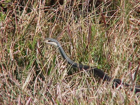 Everglades, Shark Valley