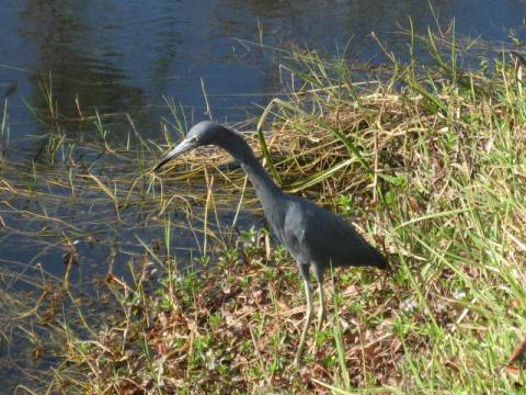 Everglades, Shark Valley