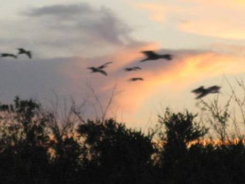 Everglades, Shark Valley