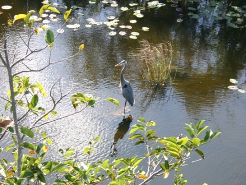 Everglades, Shark Valley