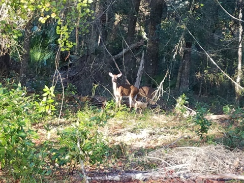 Florida Bike Trails, Ichetucknee to O'Leno Trail