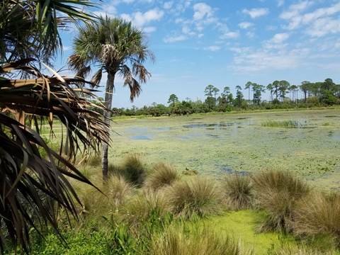 Florida Bike Trails, Tallahassee-St. Marks Trail