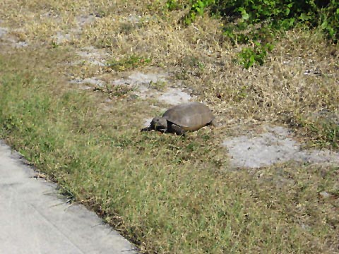 Venetian Water Way Trail, Venice FL biking