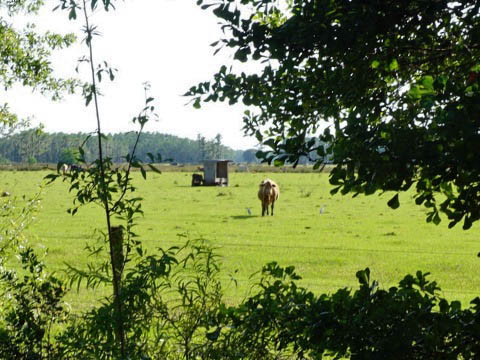 Van Fleet Trail - Polk City to Green Pont