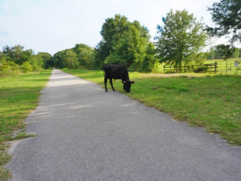 Van Fleet Trail - Polk City to Green Pont