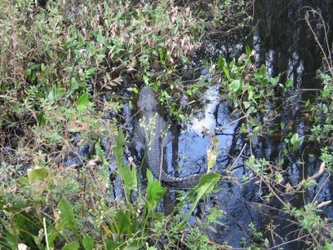 Van Fleet State Trail, Green Pond to Bay Lake