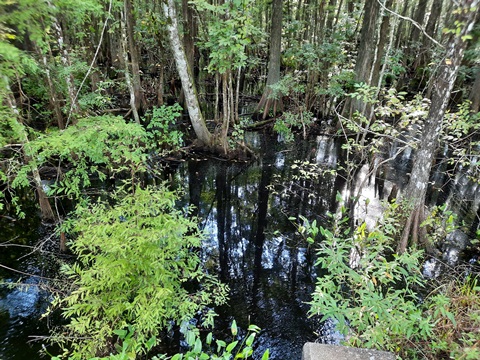 Van Fleet State Trail, Green Pond to Bay Lake