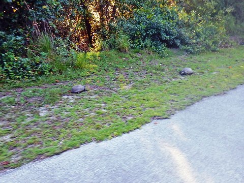 Van Fleet State Trail, Bridges to Bay Lake Trailhead