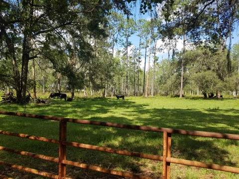 Van Fleet State Trail, Bay Lake to Mabel